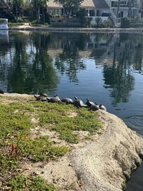Turtles enjoying the sun at the Calabasas lake.