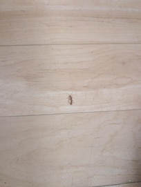 Another Roach running around