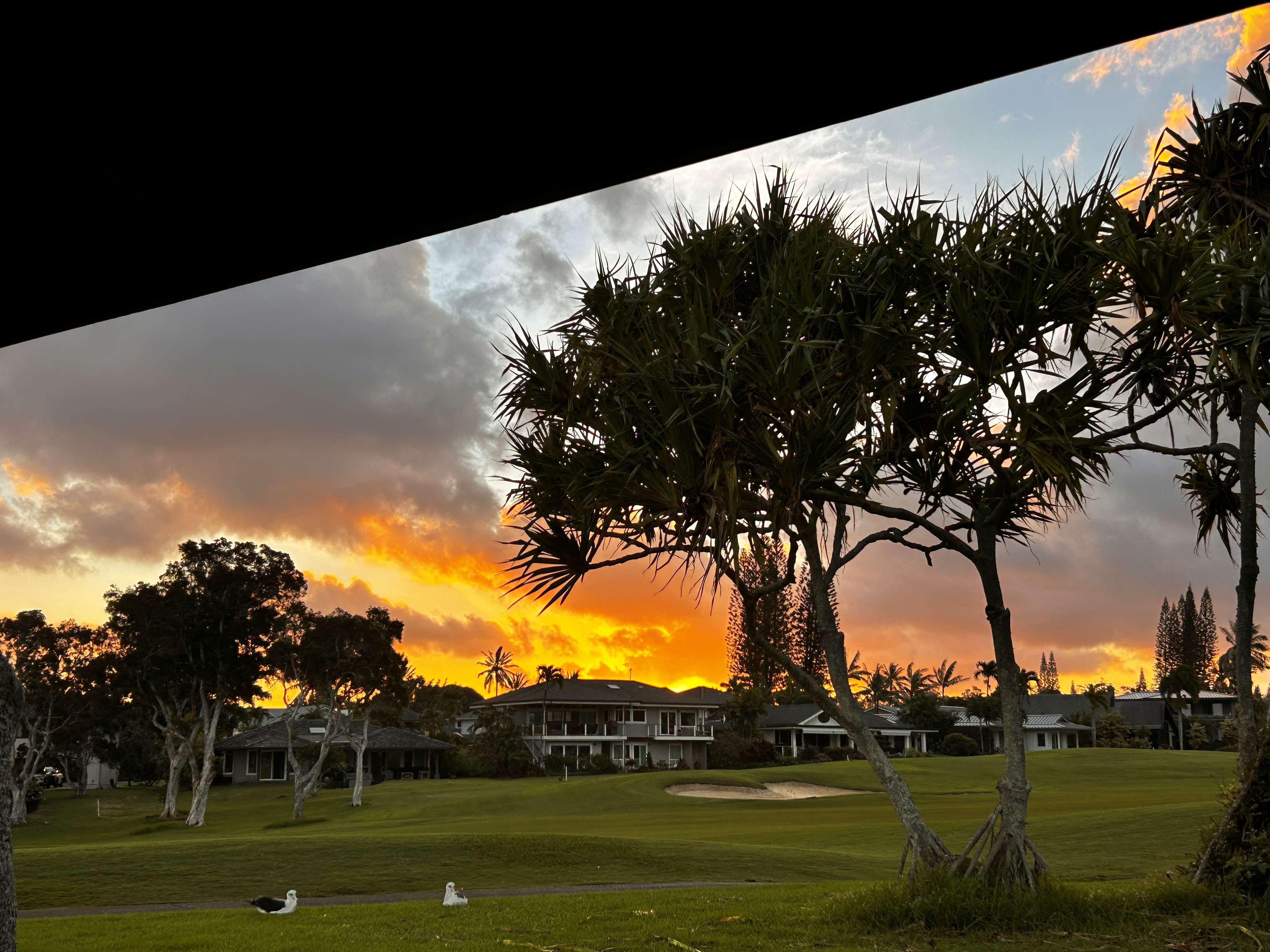 Sunrise with Albatross