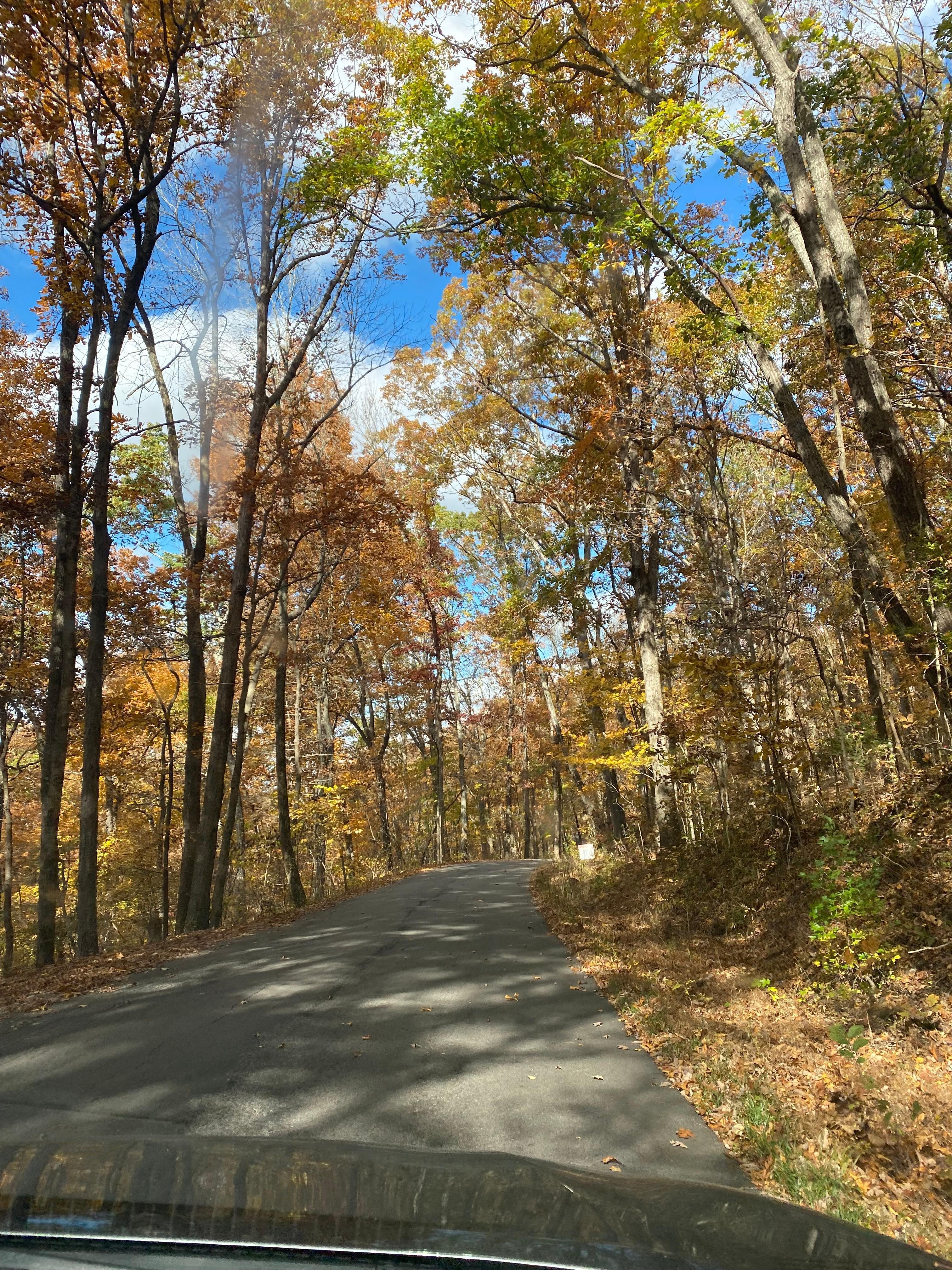 Beautiful fall leaves 