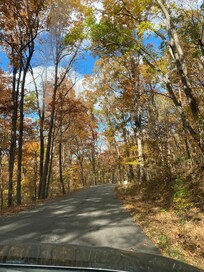 Beautiful fall leaves