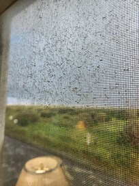 Outside window filthy