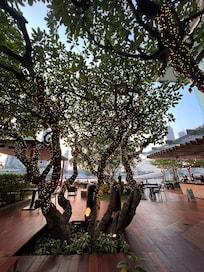Beautiful trees by the pool and garden.