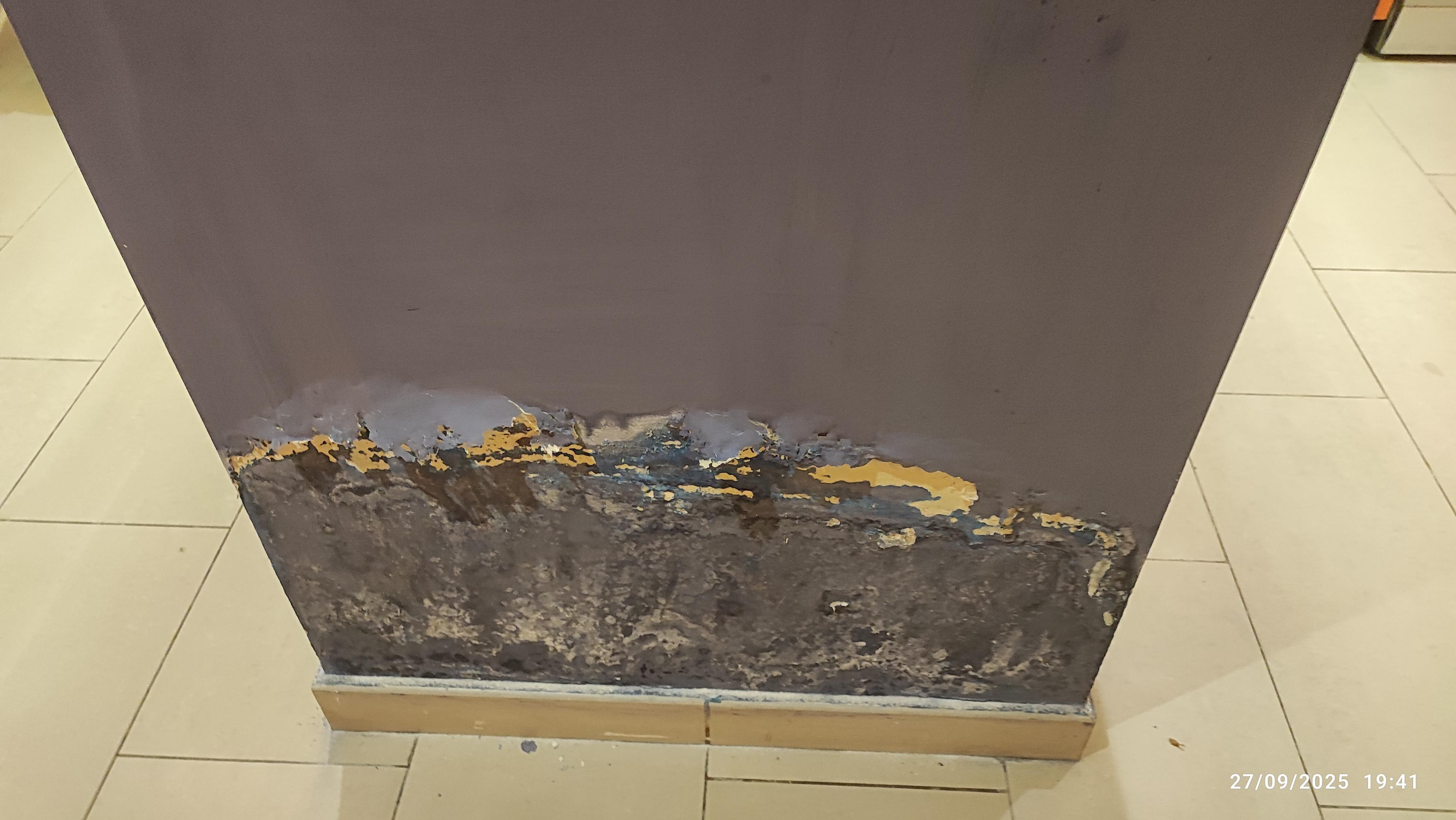 Wall damp and mould 