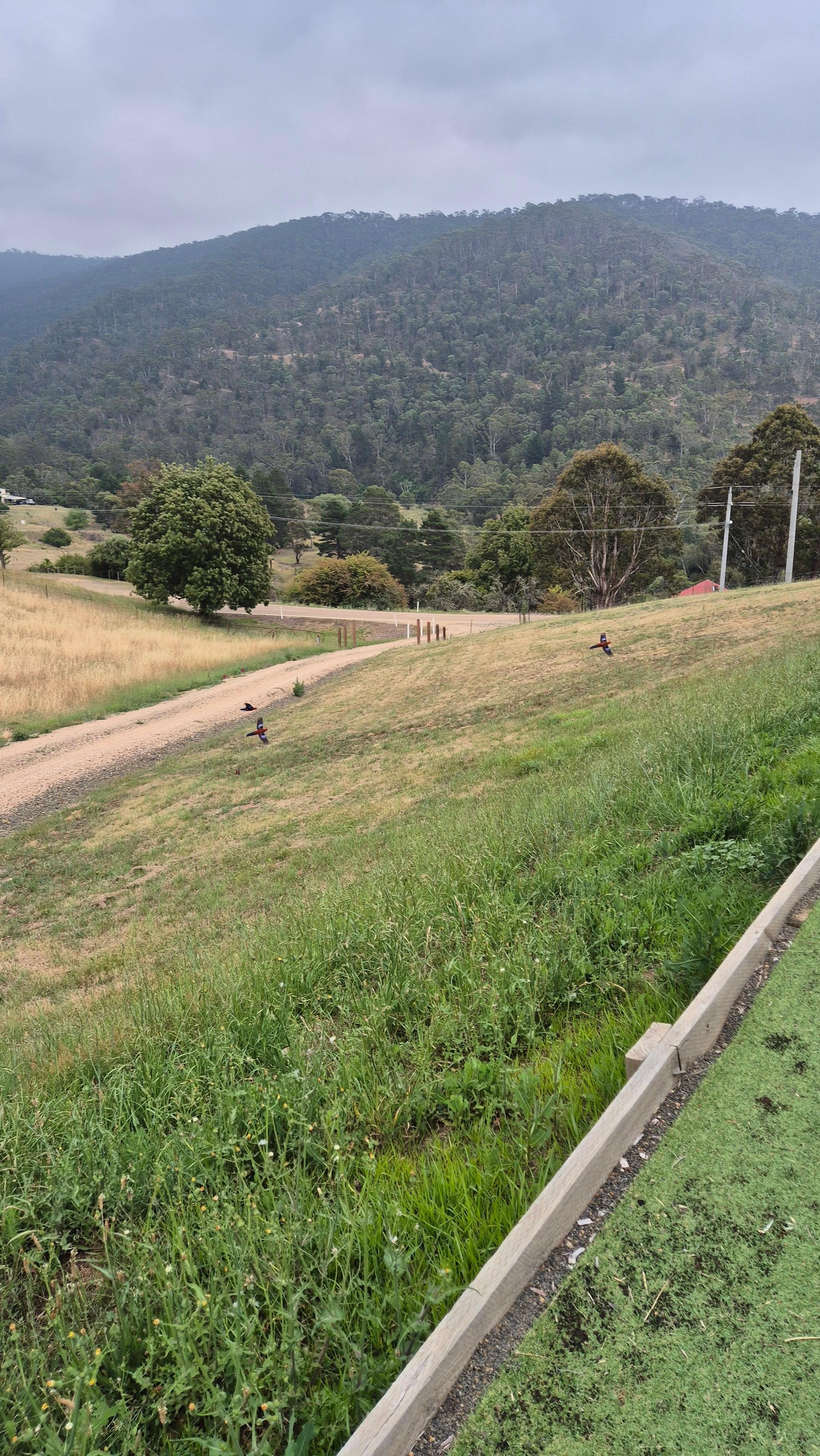 Kleurrijke Parkieten