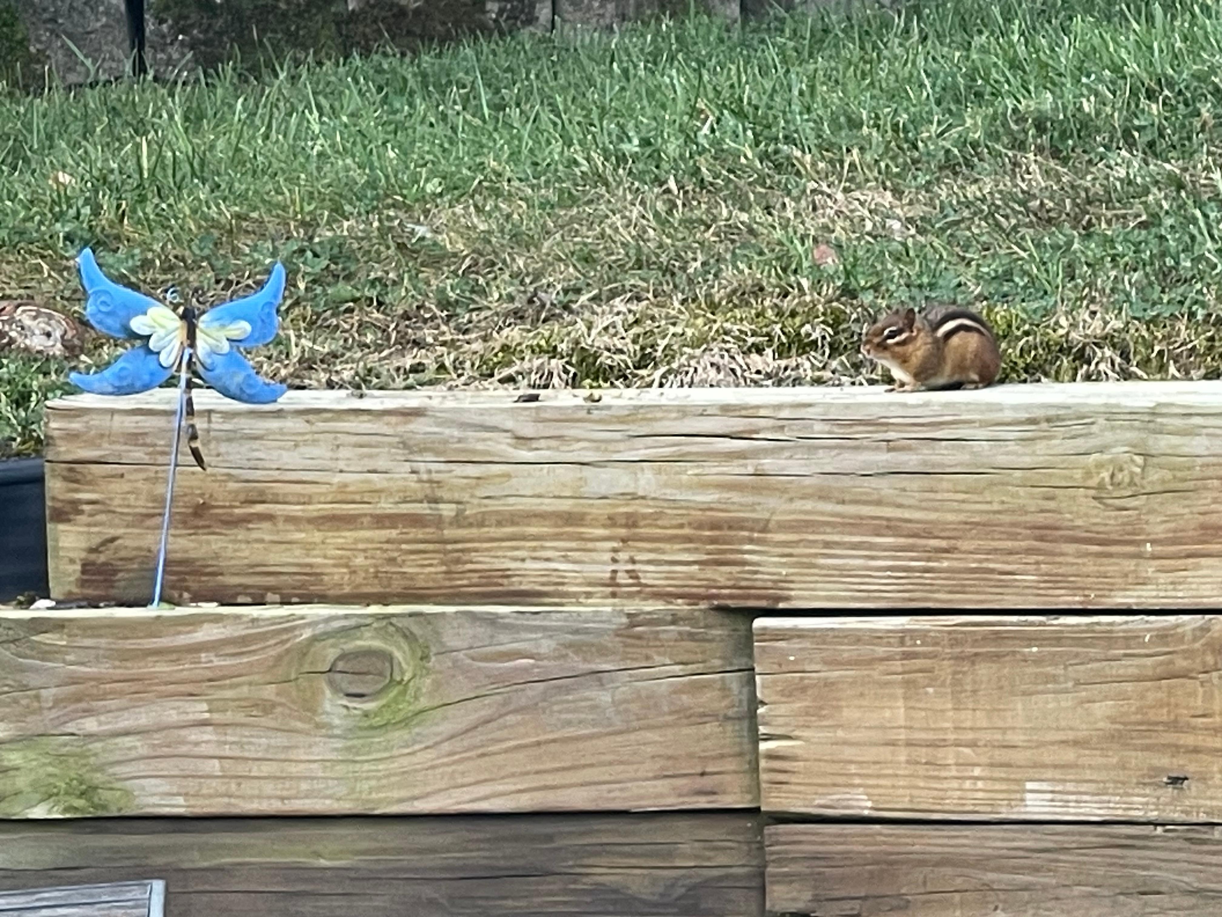 Chipmunk visit