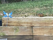 Chipmunk visit