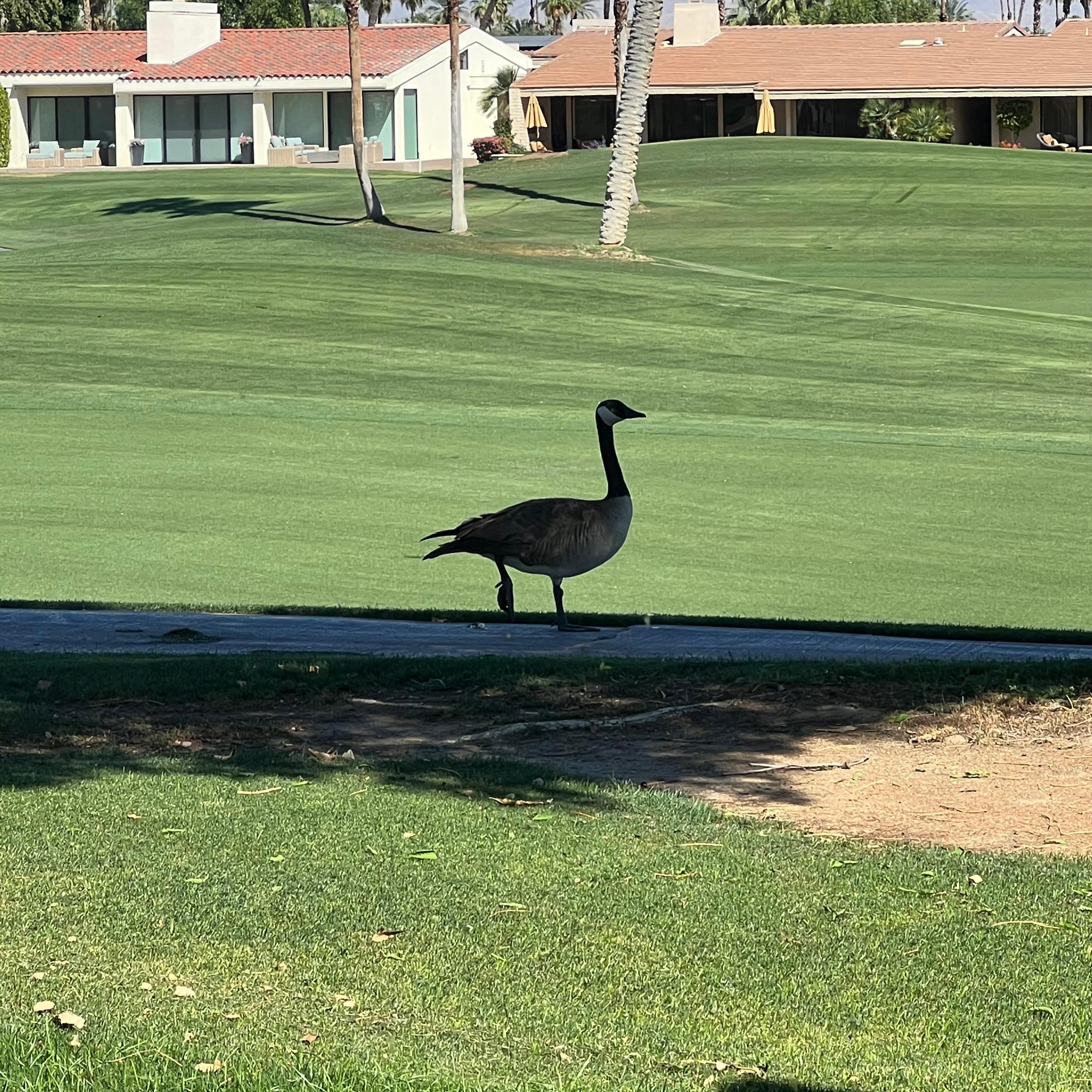 View from the living room. 