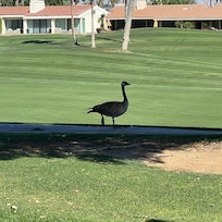 View from the living room.