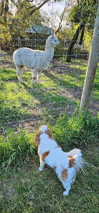 Our 4 legged baby meeting new friends