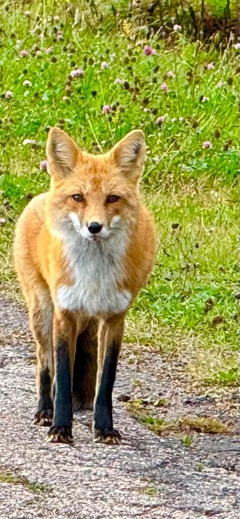 Saw this beauty out by the East End Lighthouse 