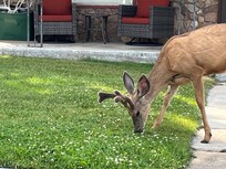 This buck in velvet was competely unworried by my presence.
