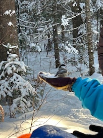 A walk at Arrowhead provincial park