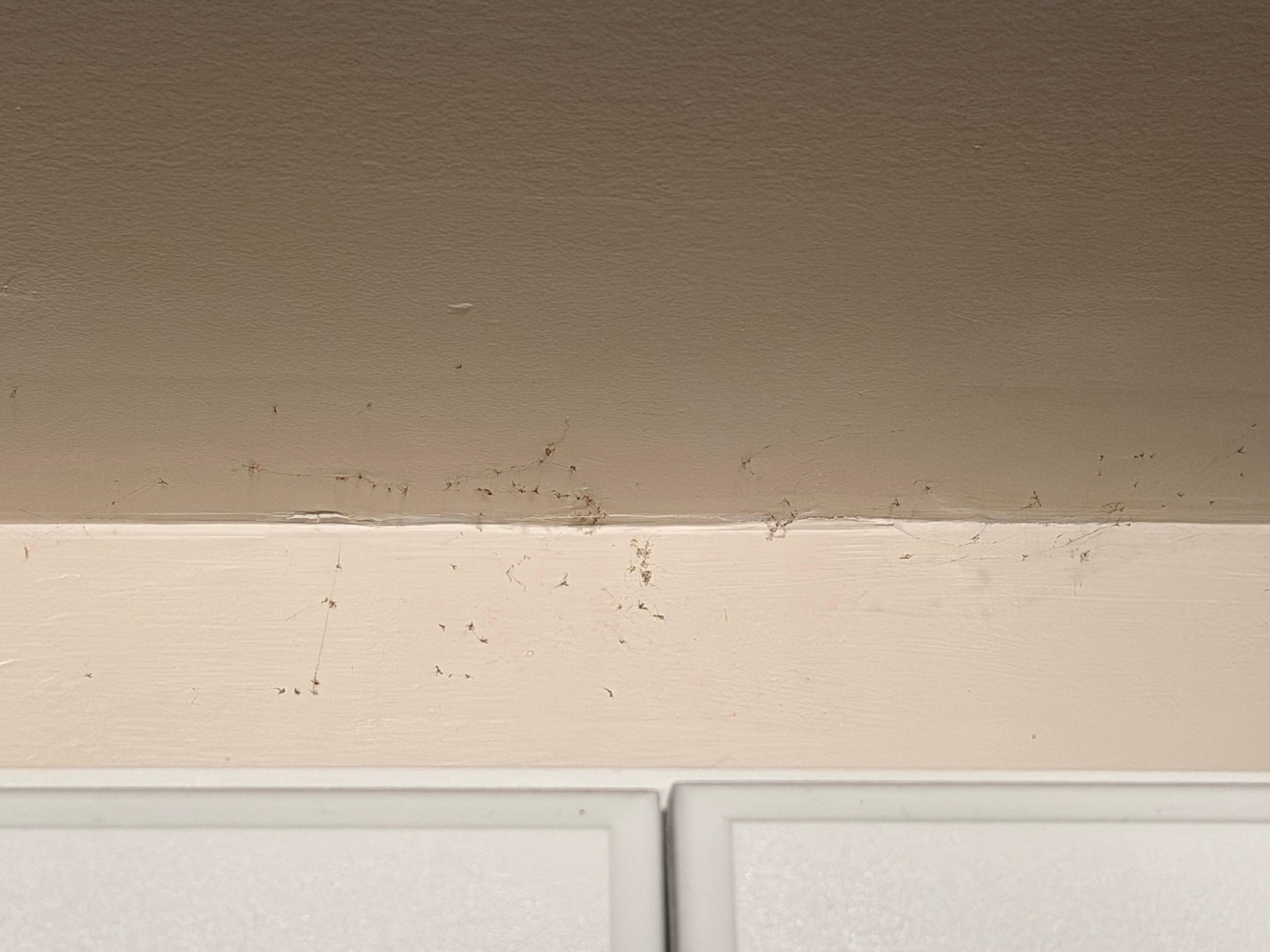 Lots of spiderwebs with dead bugs in them