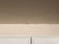 Lots of spiderwebs with dead bugs in them