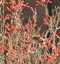 Hummingbirds galore in the yard.
