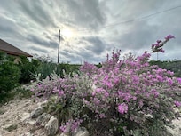 Texas Sage in bloom