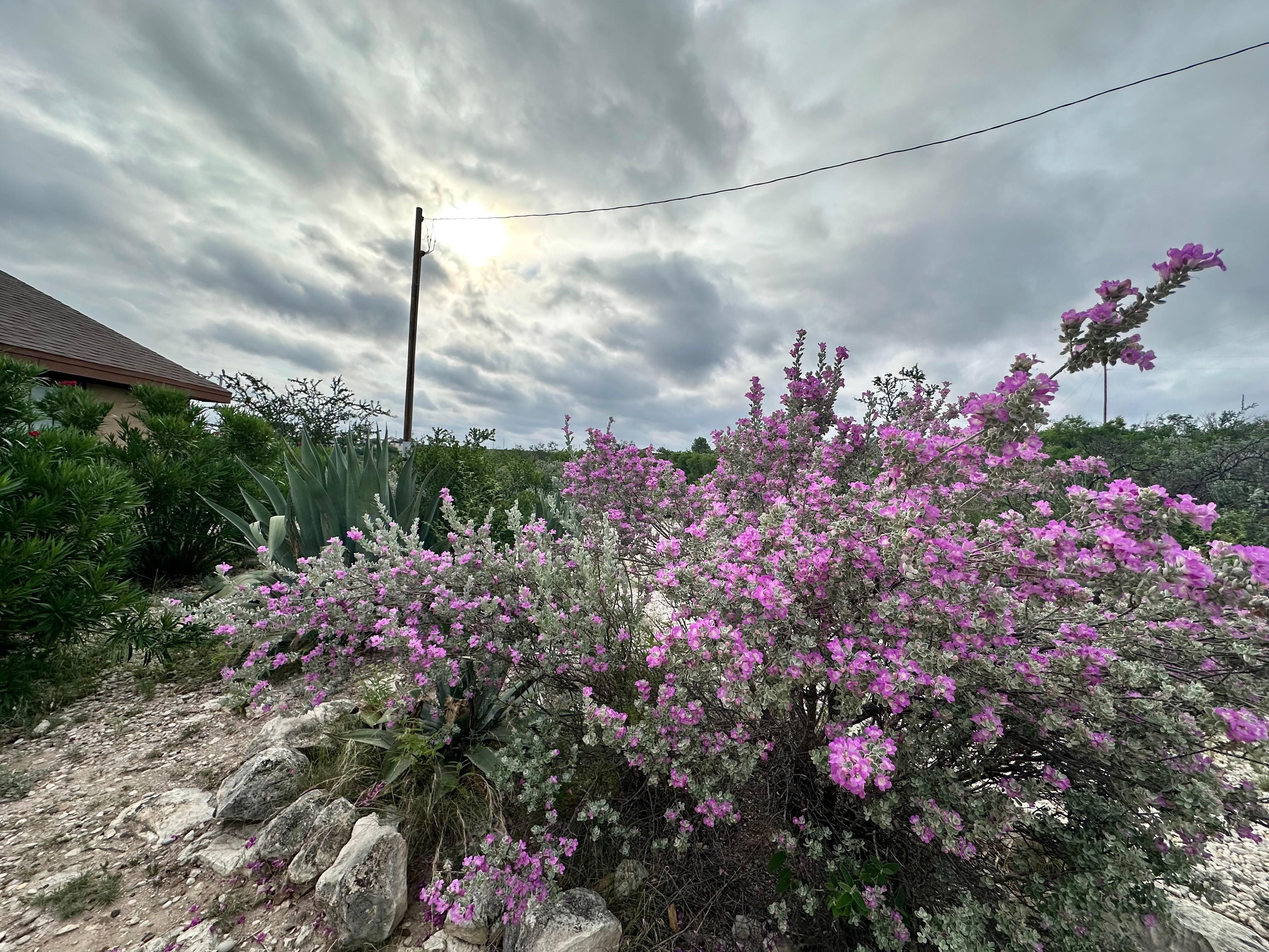 Texas Sage in bloom