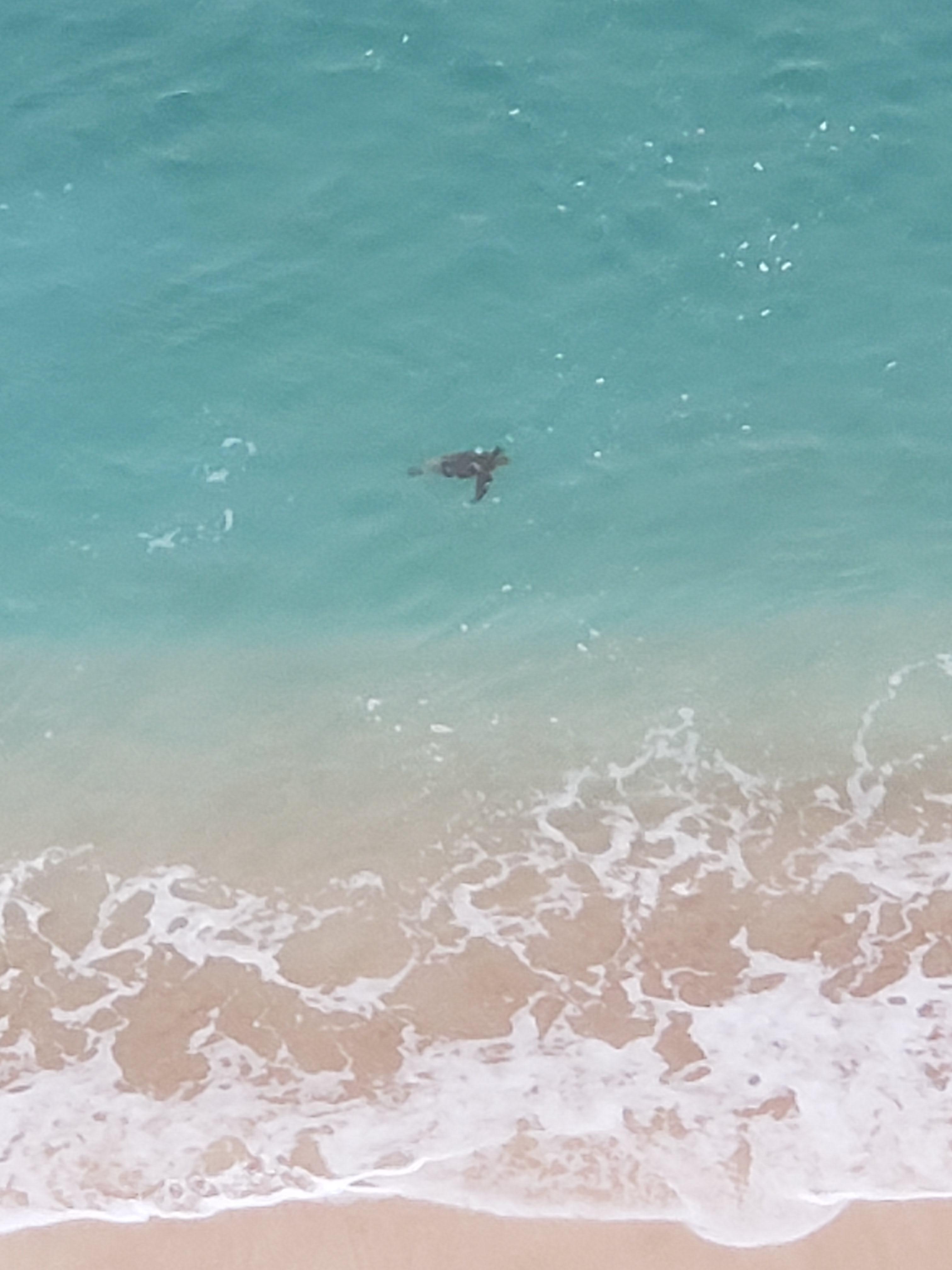 Sea Turtle our first morning there. 