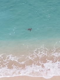 Sea Turtle our first morning there.