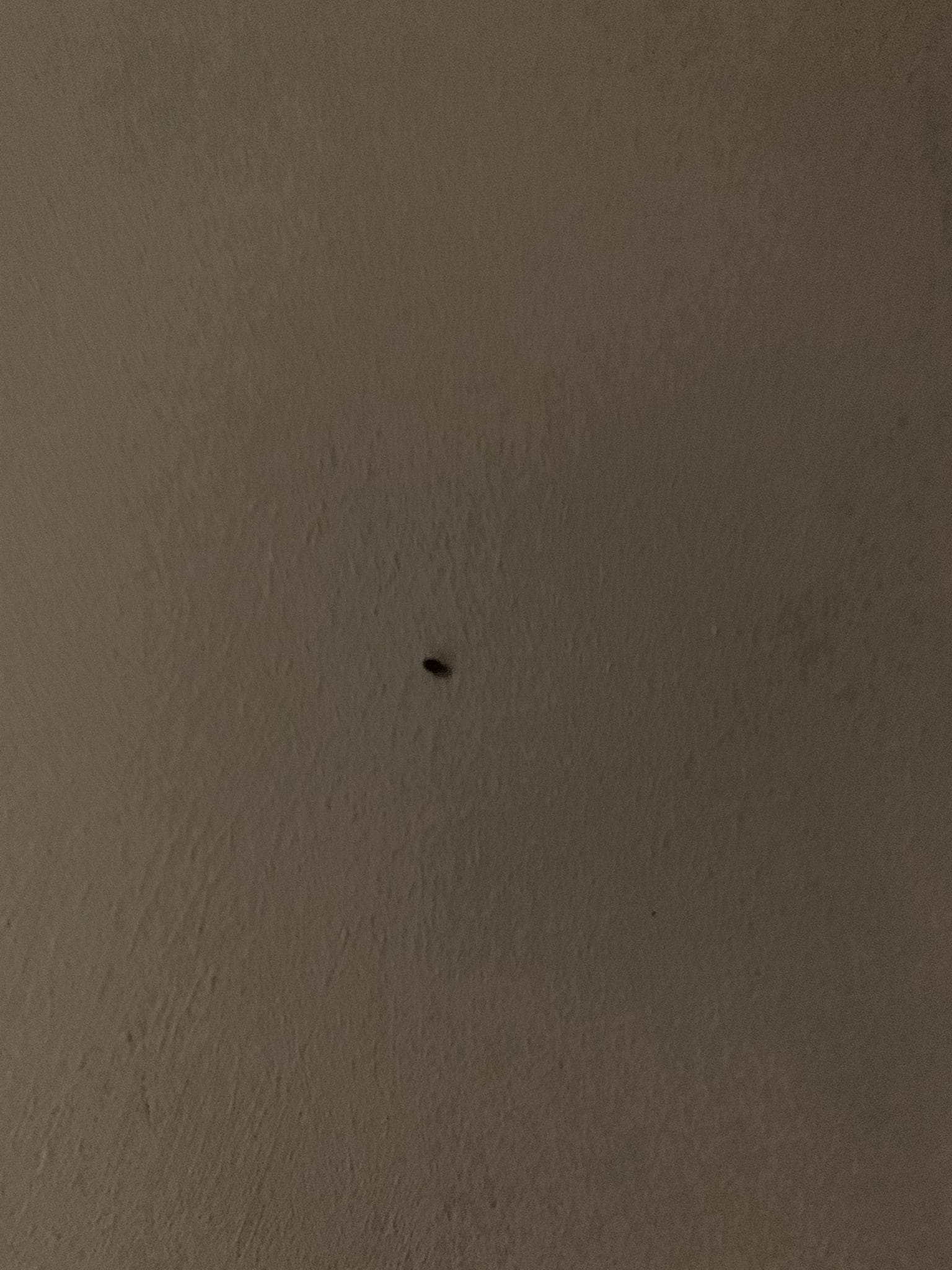 Böcekler yataktan çıktı.