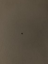 Böcekler yataktan çıktı.