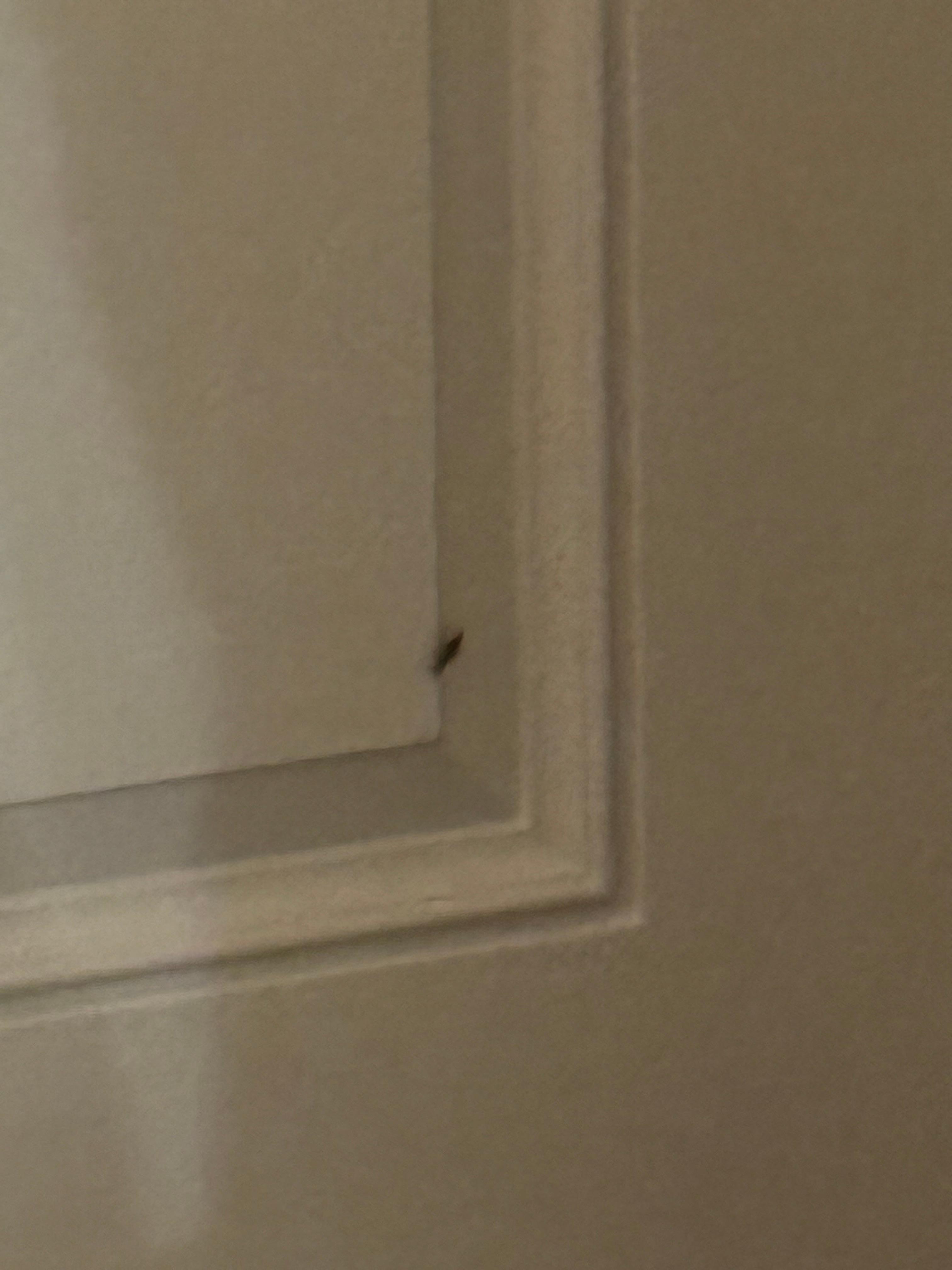 Roach number 3 who came in from under the main door