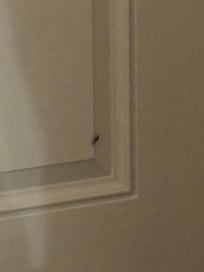 Roach number 3 who came in from under the main door