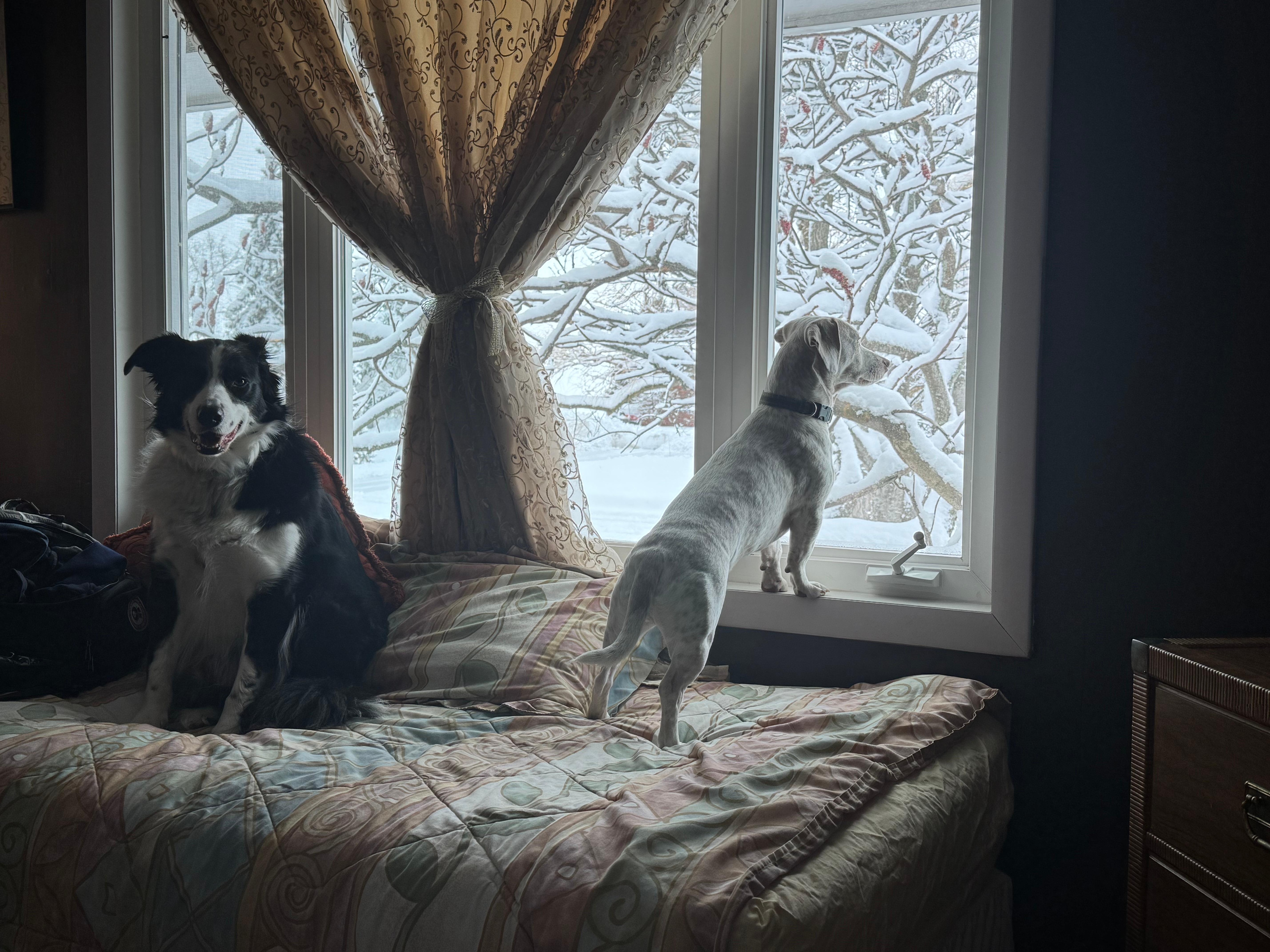 Great viewing on the day bed for the dogs!!