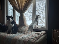 Great viewing on the day bed for the dogs!!