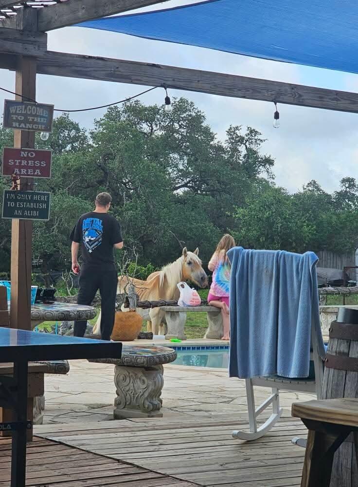 Feeding the horsed