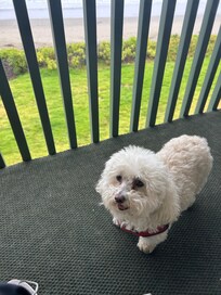 Balcony view and my faithful companion.