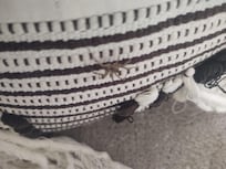 I found spiders in all the bedding had car hair.