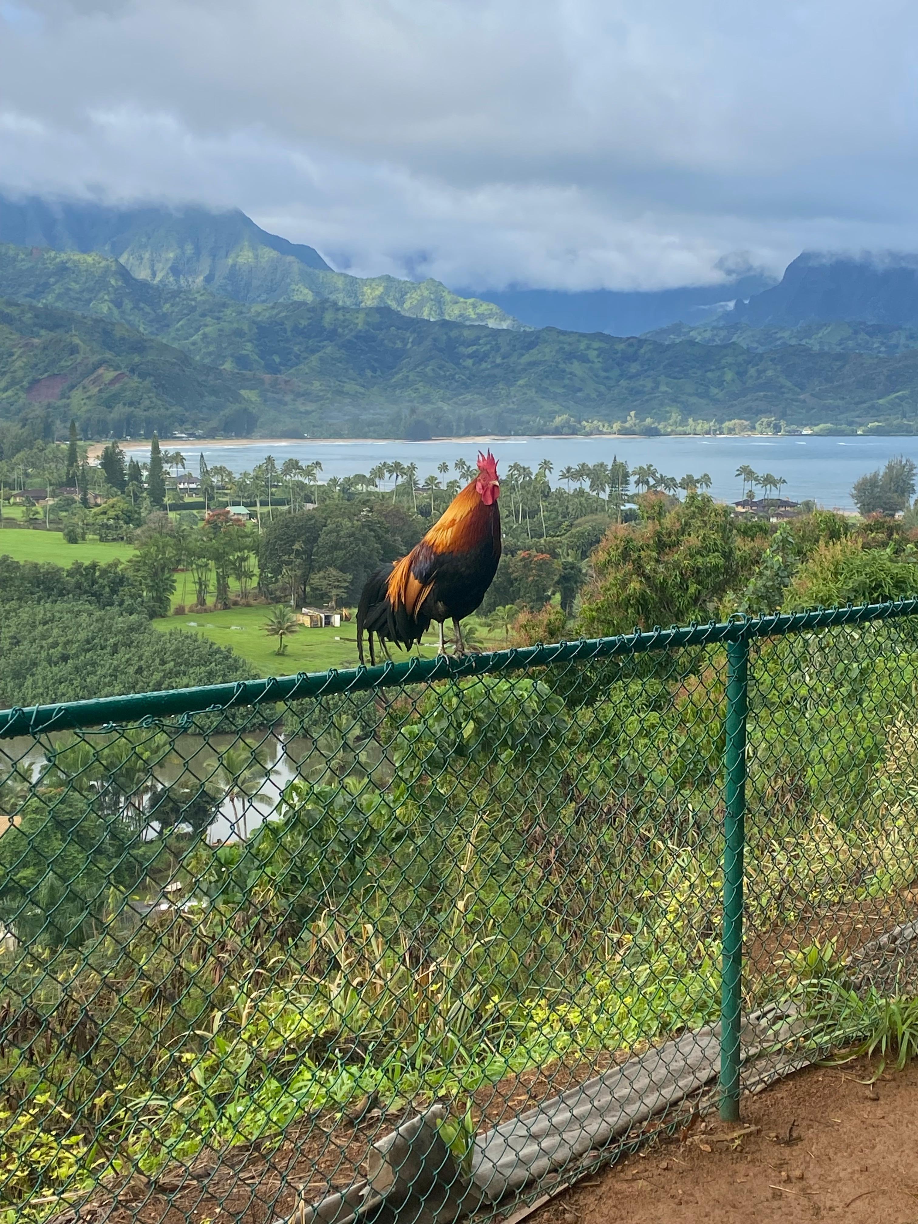 A short little walk from our place we found this amazing overlook and rooster!