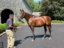 Coolmore Farm, Stallion- American Pharaoh