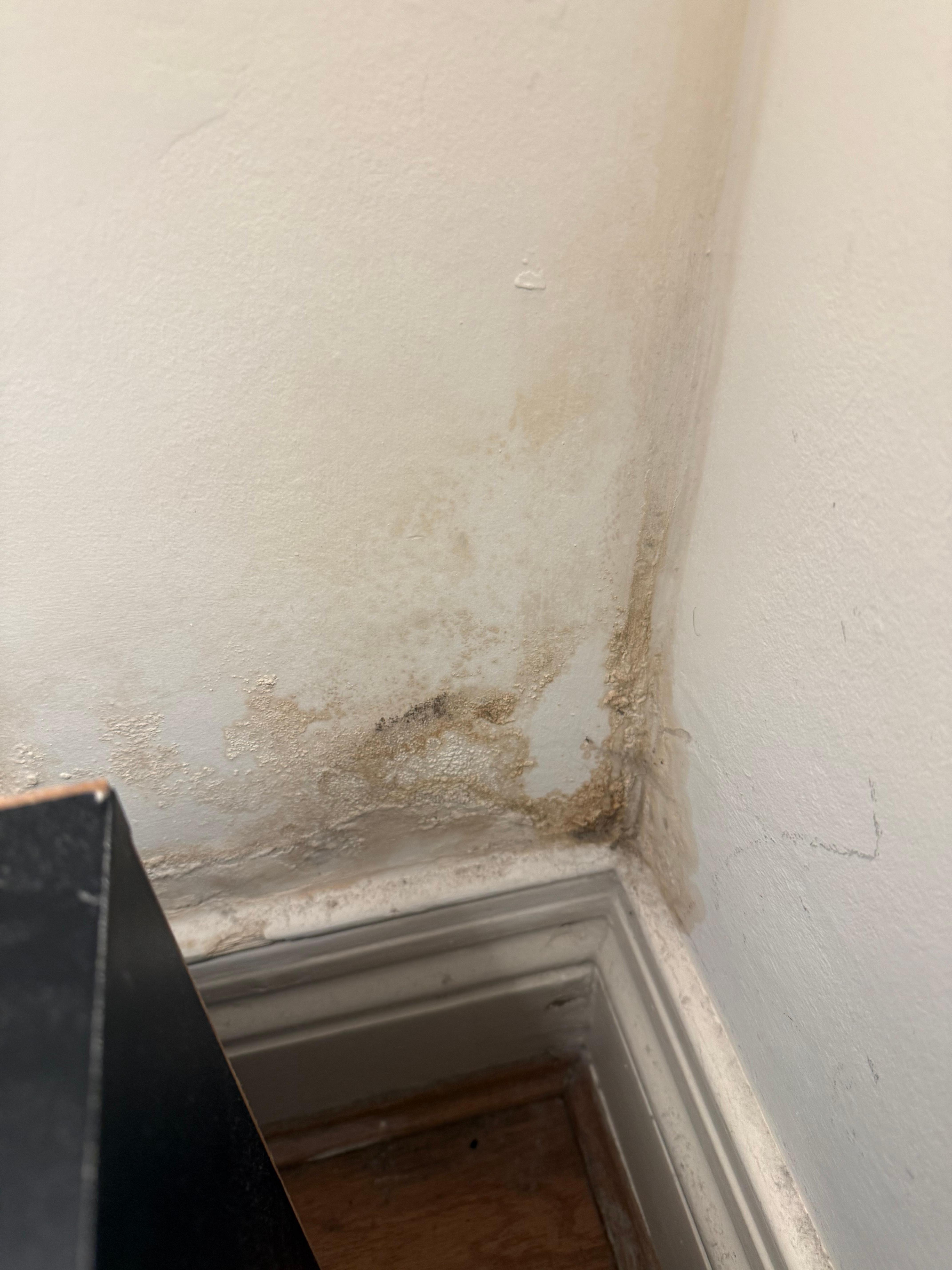 Mould/damp