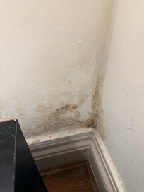 Mould/damp