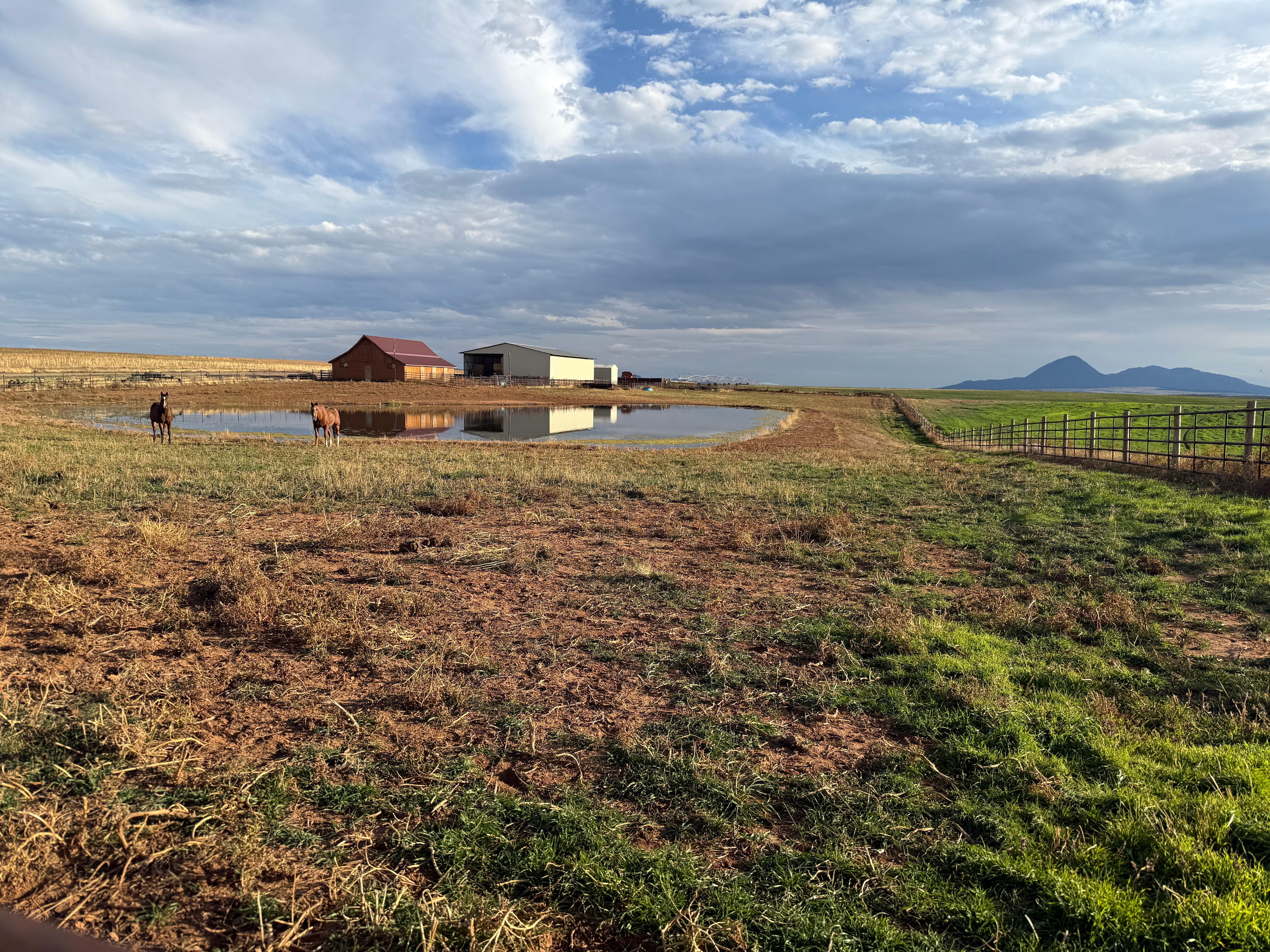 🐴 , 🪿 , 🐮 , 🐦‍⬛