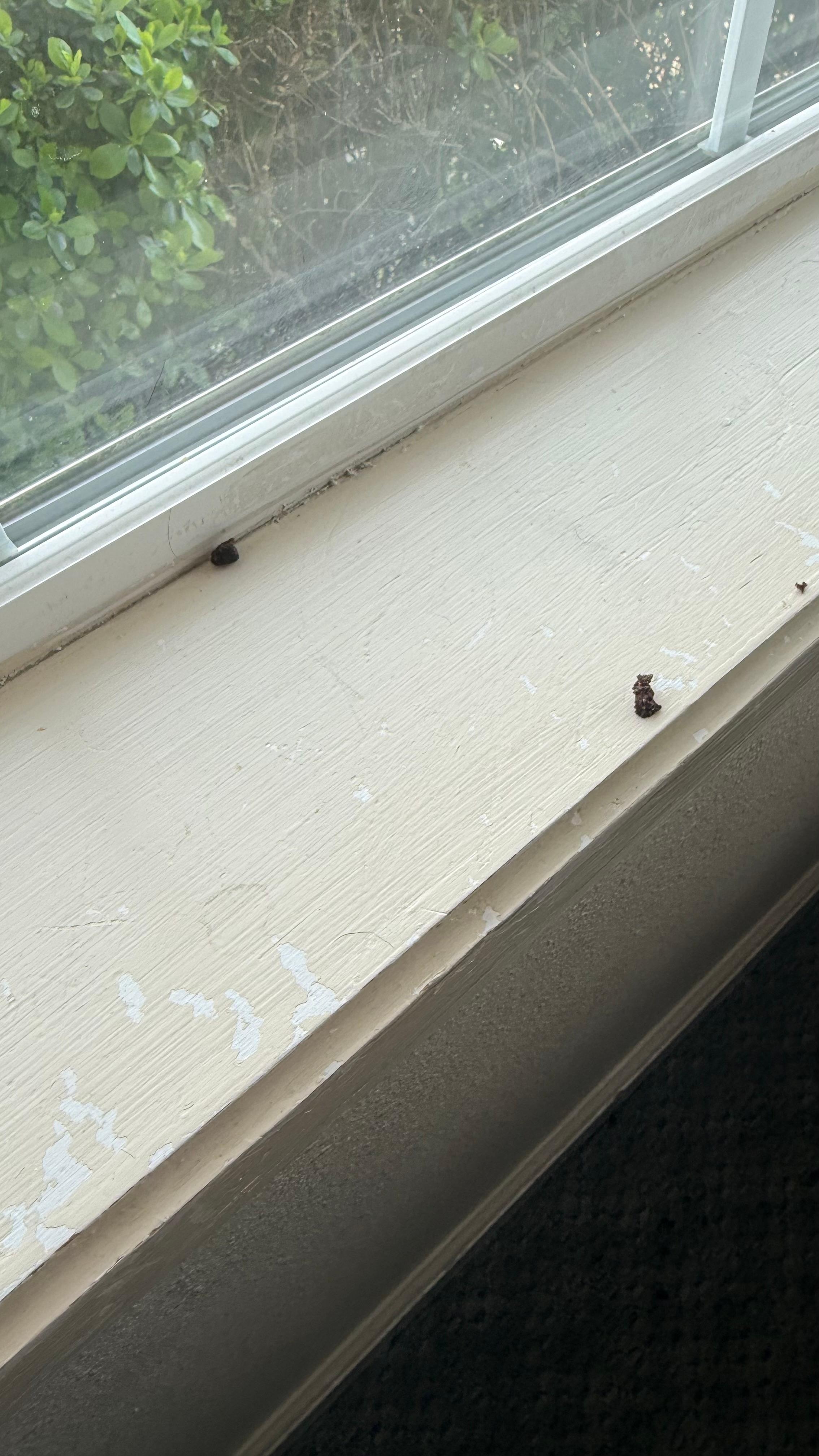 Brown food on the window 