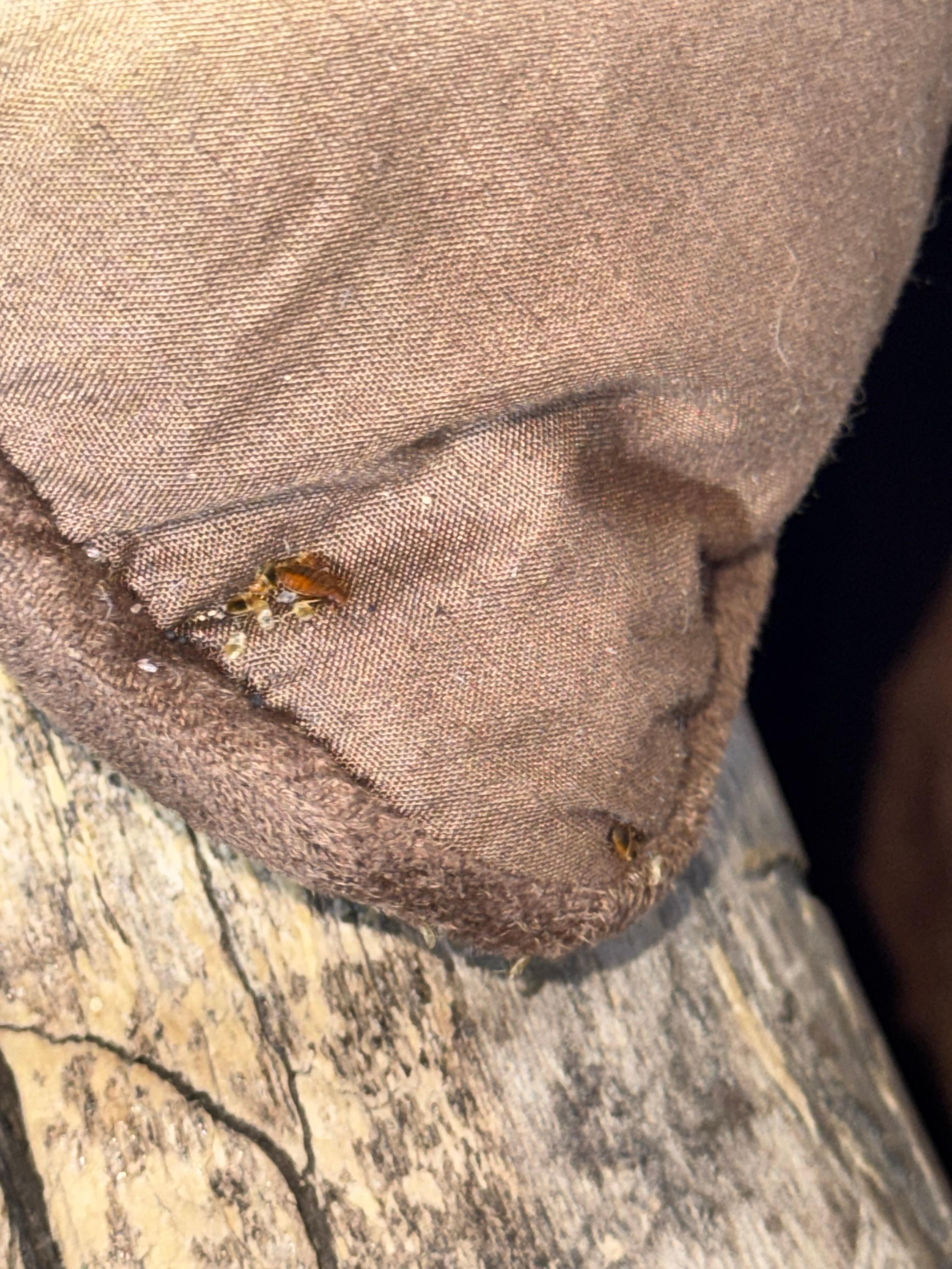 So many bed bugs
