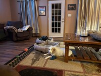 Dogs love the living room