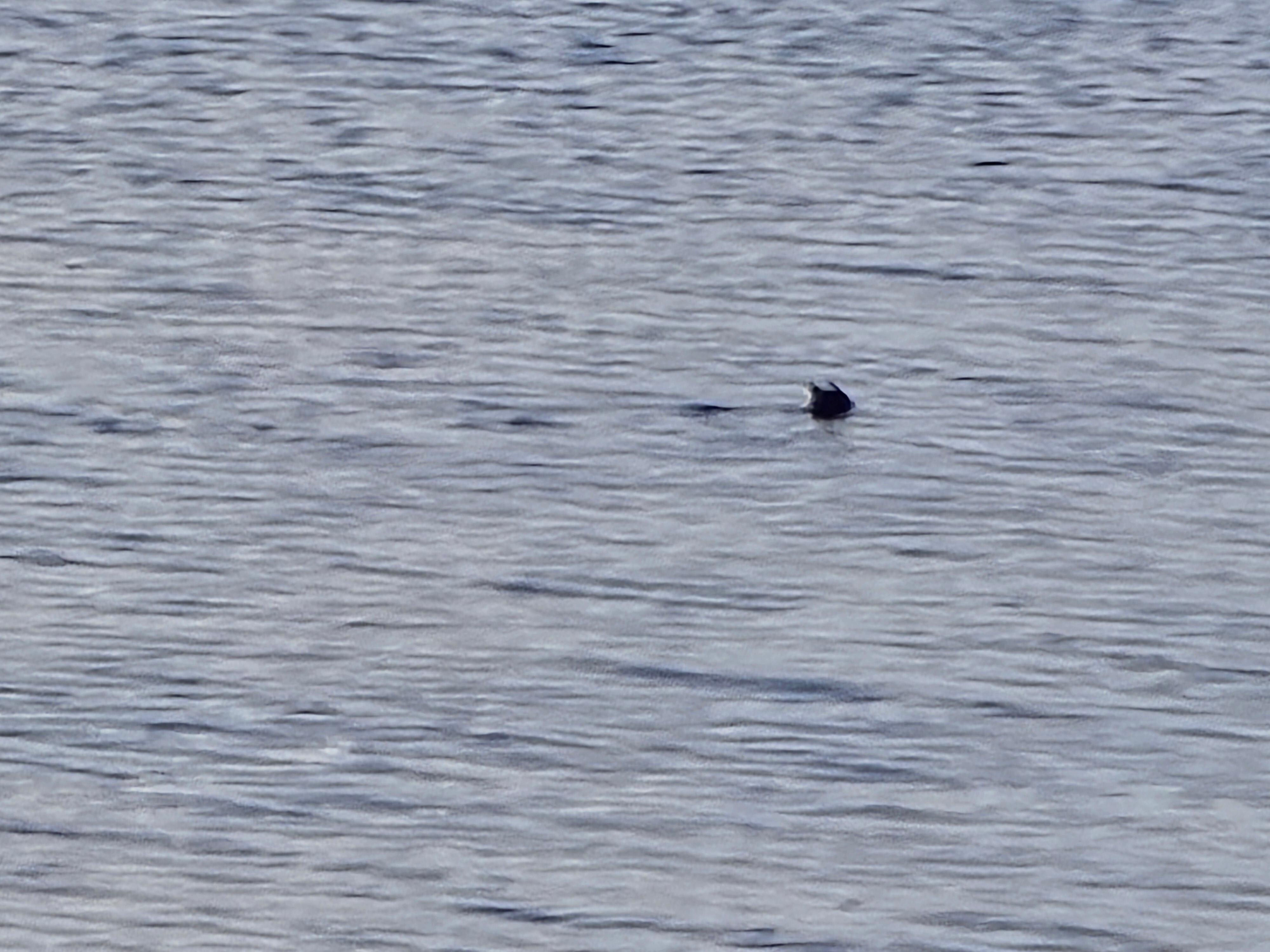 Seals in the water every day