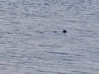 Seals in the water every day