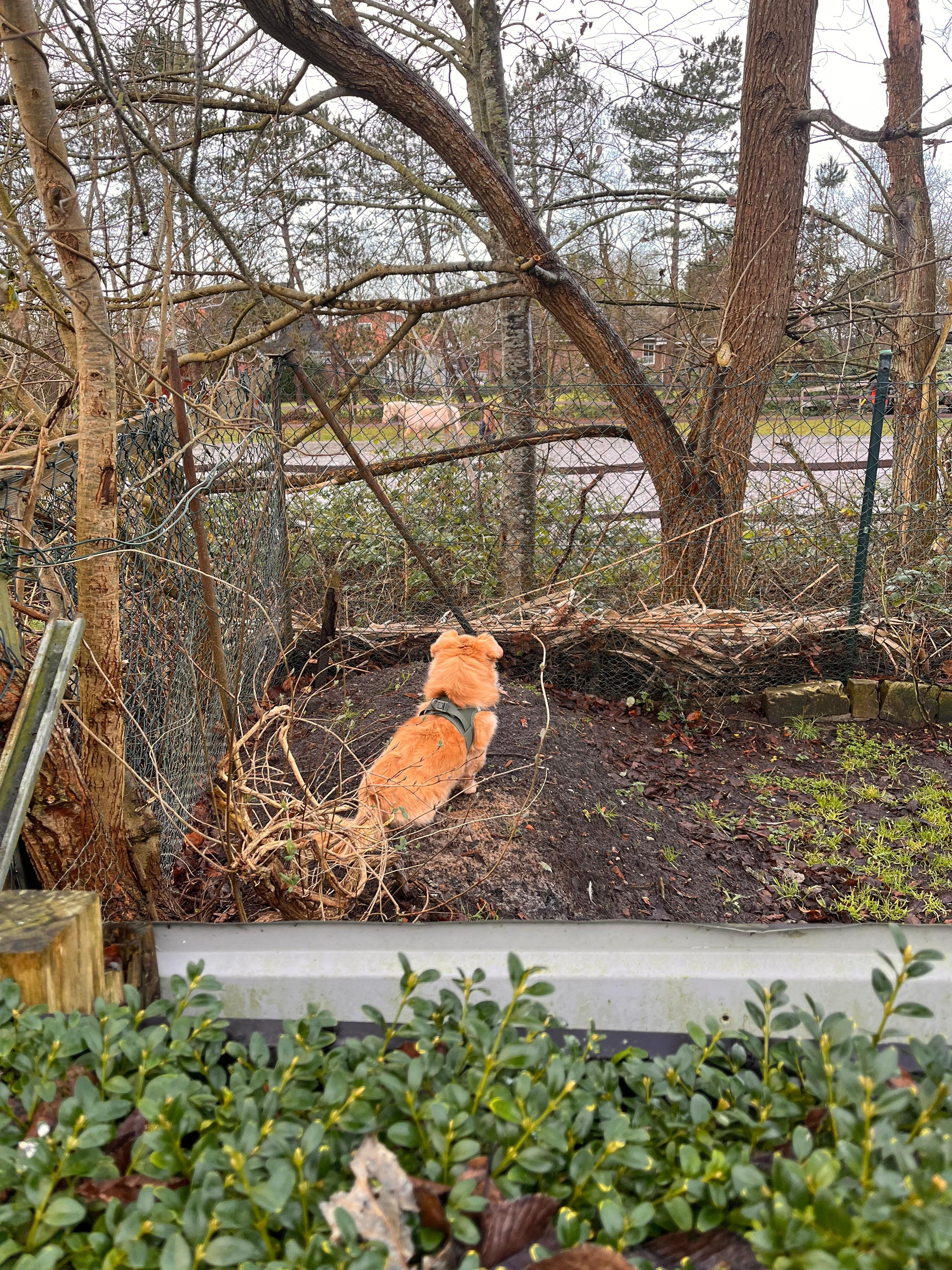 Pferde beobachten..problemlos vom Garten möglich 🐎 