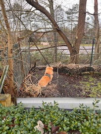 Pferde beobachten..problemlos vom Garten möglich 🐎