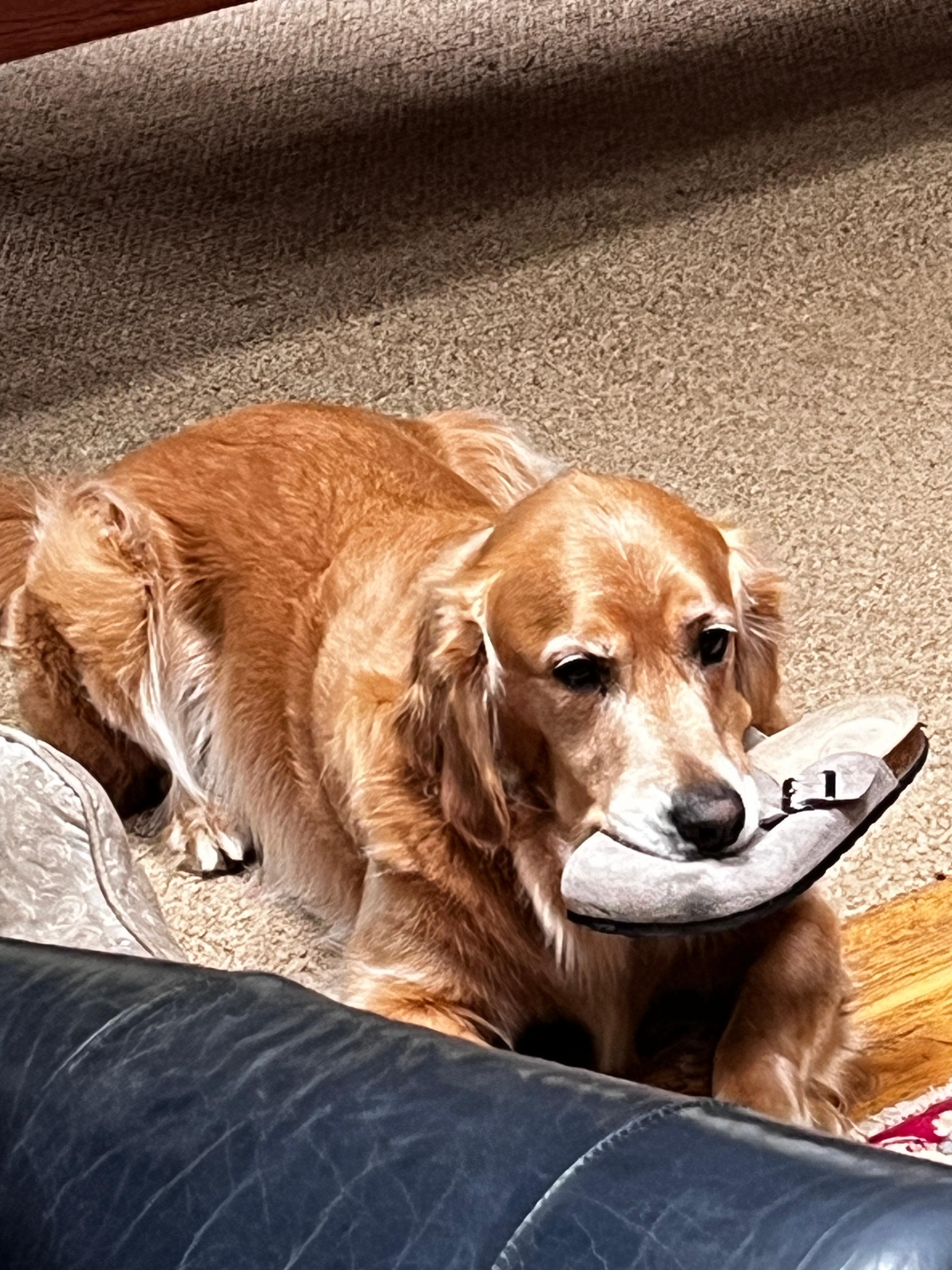 Juno with a favorite shoe.