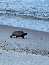 Tortoise nosing on the beach