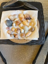 Shells found on Marco island beach