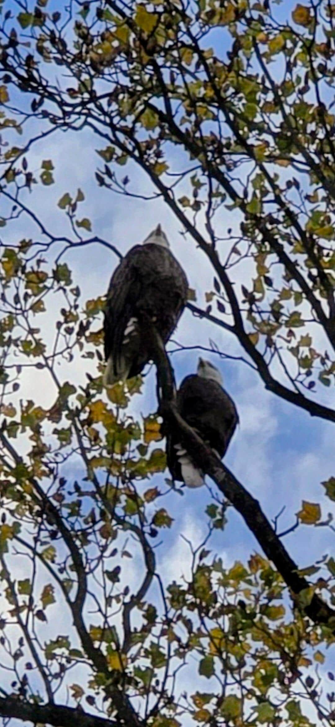 We had the pleasure of hearing these 2 eagles singing each morning in the tree above the house, it was awesome. 