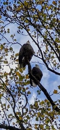 We had the pleasure of hearing these 2 eagles singing each morning in the tree above the house, it was awesome.